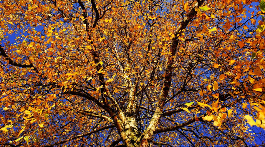 How To Achieve the Autumn Aesthetic